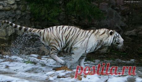 35PHOTO - © =Vladimir Meshkov= - White Killer is Near!