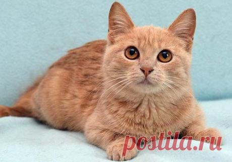 Котята и кошки в добрые руки, бесплатно. Котята в дар Москва. Отдам / Возьму котенка