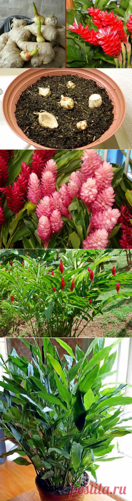 Растение от старения | ЗЕЛЕНЫЙ МИР С ЕЛЕНОЙ | Яндекс Дзен