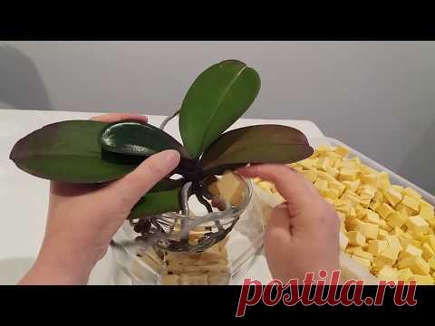 КАК ПЕРЕСАДИТЬ ОРХИ