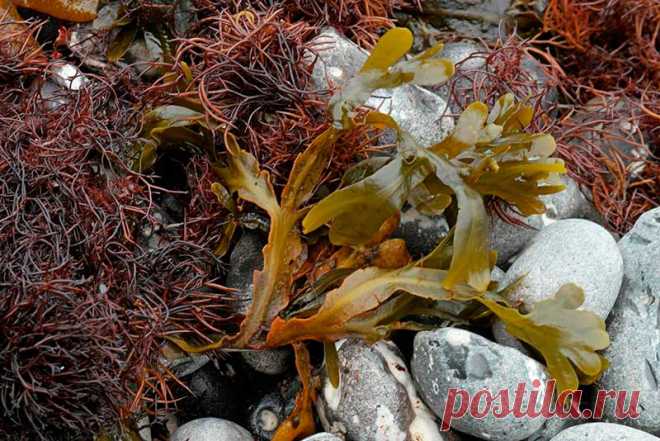 Лекарственное растение Фукус пузырчатый (Fucus vesiculosus). Не цветущая оливково-зеленая кожистая морская водоросль. Кустистое вегетативное тело с прикрепляющимся к субстрату присасывательным диском, плоское, с тянущейся на всю длину выступающей средней жилкой, вильчато разветвляющееся, шириной в несколько сантиметров и длиной до 1 м, Рядом со срединным ребром равномерно попарно располагаются наполненные воздухом бобовидные пузыри, благодаря которым водоросль находится на плаву.