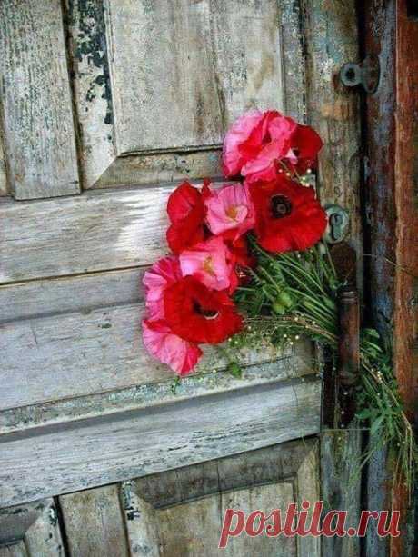 ԱՆՀԱՍՑԵ ԿԱԿԱՉՆԵՐ
Պատերազմից տուն վերադարձած հոգնատանջ զինվորը մի լրիվ օր էլ տանը չմնաց:Միայն հասցրեց իրեն կարգի բերել ու մինչ լուսադեմ մի երկու ժամ քնել:
Ամենաառաջին ավտոբուսով հասավ գյուղ մտնող գլխավոր ճանապարհին ու իջավ:
Կանցնի գարնանային դաշտերի միջով,մի քիչ կցողոտվի, մի քիչ կշաղոտվի:Դաշտից ծաղիկներ կհավաքի:
Չէ, միայն կակաչներ կքաղի:Աղավնին գժի նման կակաչներ է սիրում: Ափսոս,որ ծաղիկները քաղելուց հետո երկար չեն ապրում: Թերթիկները թափվում են ծաղկամանի չորս բոլորը:Աղավնին դա էլ է շատ սիրում