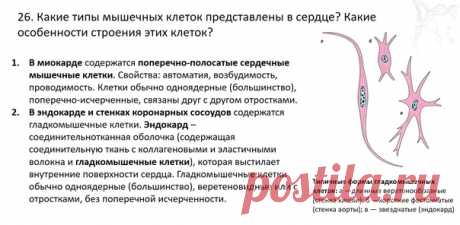 В рамках ЕГЭ 2013 года кардиомиоциты нужно было ОШИБОЧНО не считать одноядерными, но это фейк от составителей. А мы помним, насколько меняется научная истина в рамках ЕГЭ из года в год.
