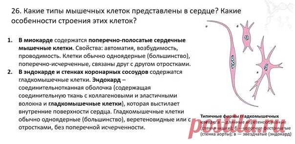 В рамках ЕГЭ 2013 года кардиомиоциты нужно было ОШИБОЧНО не считать одноядерными, но это фейк от составителей. А мы помним, насколько меняется научная истина в рамках ЕГЭ из года в год.