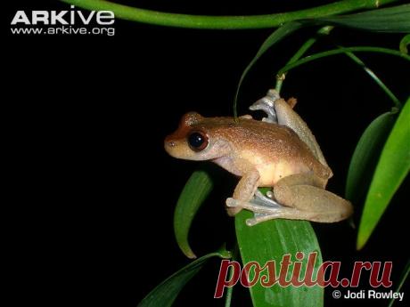 arkive animals - Поиск в Google
