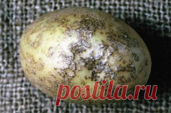 Бугорчатая парша картофеля - бугорчатая парша картофеля, как бороться с бугорчатой паршой картофеля, бугорчатая парша, парша, пар