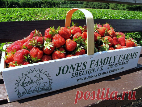 Gastronomer's Guide: Strawberry Fields Forever