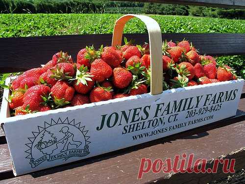 Gastronomer's Guide: Strawberry Fields Forever