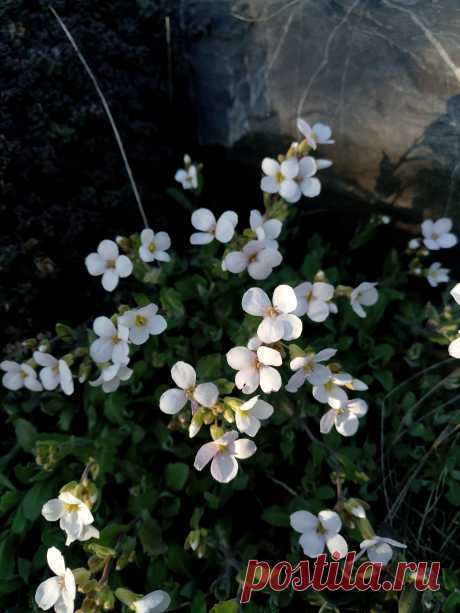 Арабис, резуха кавказская (Arabis caucasica)