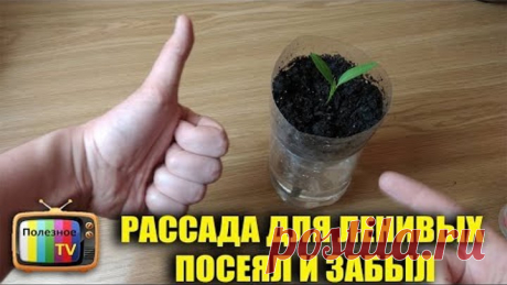 РАССАДА ТОМАТОВ ДЛЯ ЛЕНИВЫХ ПОСЕЯЛ И ЗАБЫЛ