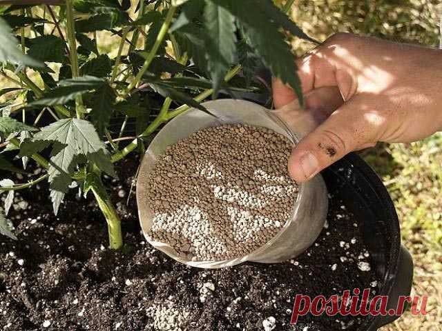 Азофоска состав, применение для клубники, что это такое