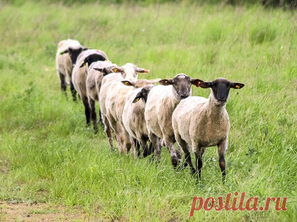 80 овец погибли на юго-востоке Турции, совершив массовое самоубийство на глазах у пастуха. Что ими двигало – главный вопрос без очевидного ответа.