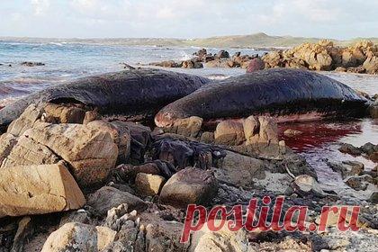 14 кашалотов выбросились на берег и погибли при загадочных обстоятельствах. У северо-западного побережья Тасмании, Австралия, обнаружили по меньшей мере 14 кашалотов, выбросившихся на берег при загадочных обстоятельствах. По данным Департамента природных ресурсов и окружающей среды Тасмании, киты выбросились на берег и были обнаружены в понедельник днем, 19 сентября.