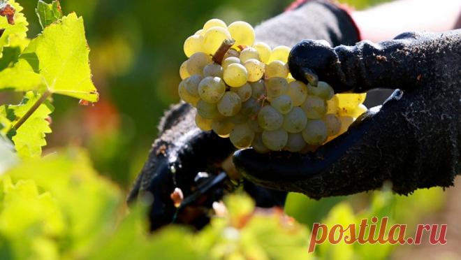 Девичья стройность. Почему француженки не толстеют - Новости Общества - Новости Mail.Ru