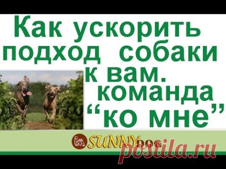 Как ускорить подход собаки к вам по команде ко мне обучение собаки подходить к вам быстро
