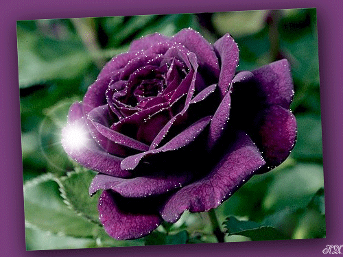 Сверкающая роза.