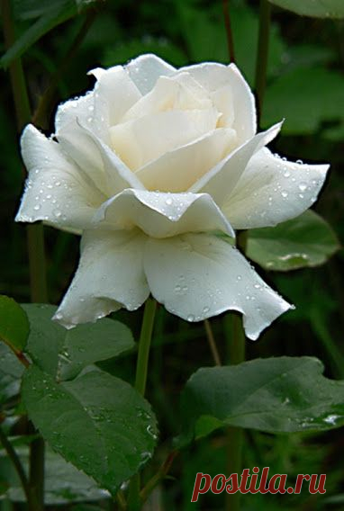 Google+  |   Pinterest • Всемирный каталог идей