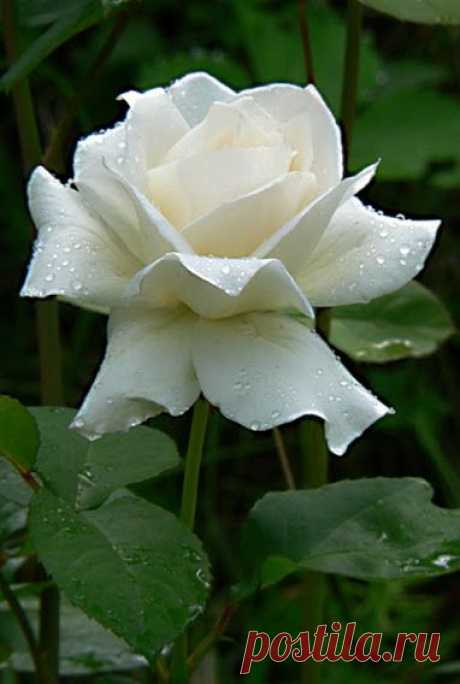 Google+  |   Pinterest • Всемирный каталог идей