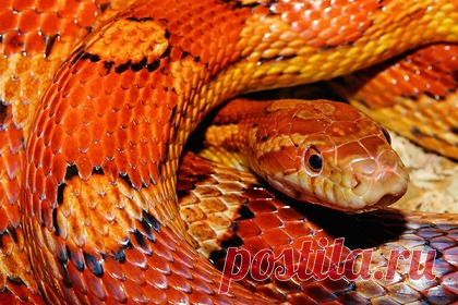 Владельцы дома попытались избавиться от змей и сожгли его. В американском штате Мэриленд новые владельцы дома хотели избавиться от нашествия змей, раскладывая в разных частях жилища угли, которые должны были пускать дым и отпугивать животных. Они оказались слишком близко к горючим материалам, в связи с чем начался пожар, из-за которого недвижимость сгорела.