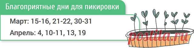 КОГДА САЖАТЬ ПОМИДОРЫ НА РАССАДУ ПО ЛУННОМУ КАЛЕНДАРЮ В 2017 ГОДУ ( ДЛЯ ТЕПЛИЦЫ)
Итак, когда семена куплены и емкости подготовлены, остается только дождаться благоприятных для посева дней.

Посев семян помидоров на рассаду
Если планируете выращивать помидоры в теплице, семена высевайте с 
конца февраля до середины марта. Помните, что за сутки до посева их 
нужно замочить в теплой воде.

Пикировка рассады томатов
При оптимальных условиях (температуре 25-27°С и высокой влажн...