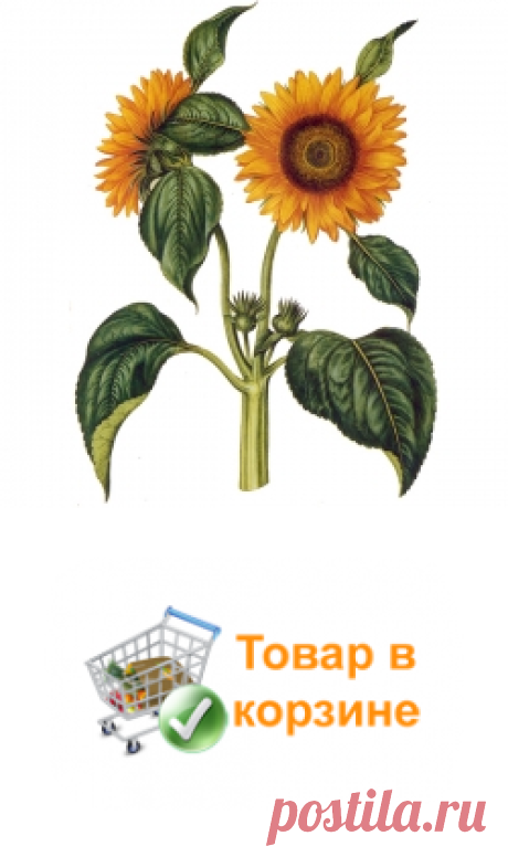 Подсолнуха корни купить