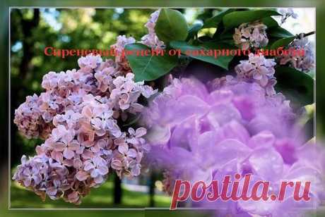 Сиреневый рецепт от сахарного диабета