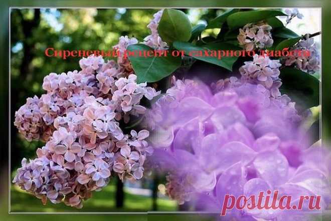 Сиреневый рецепт от сахарного диабета