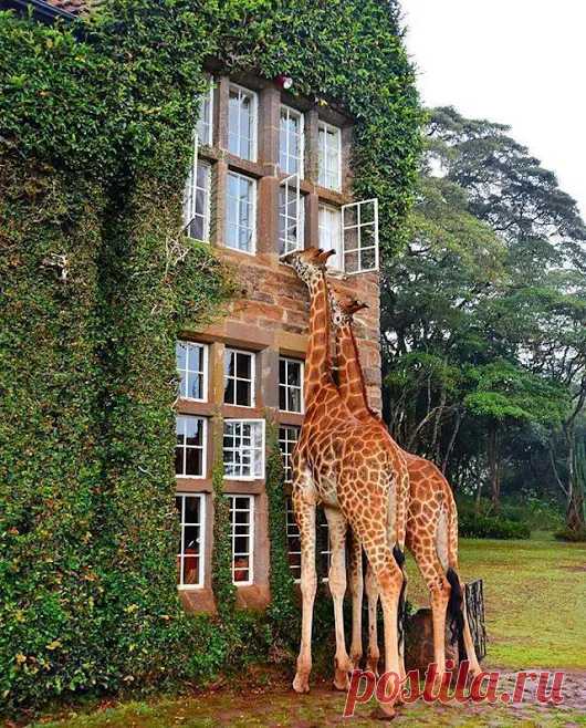 Animals - Google+