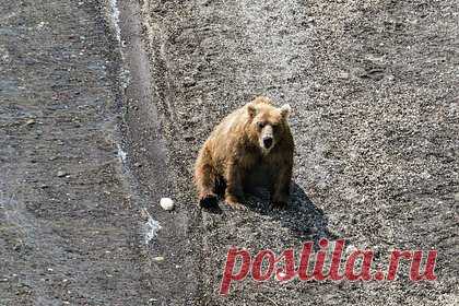 Семья медведей украла улов у рыбаков и попала на видео
