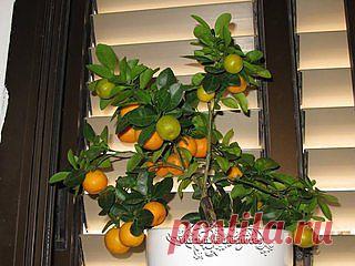 Как вырастить мандарин из косточки в домашних условиях | Женский журнал