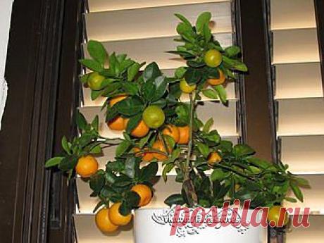 Как вырастить мандарин из косточки в домашних условиях | Женский журнал