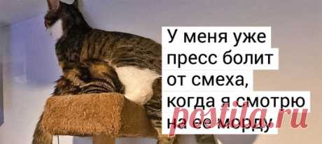 20 историй, как люди завели больше одного кота и вдруг поняли, насколько же это круто