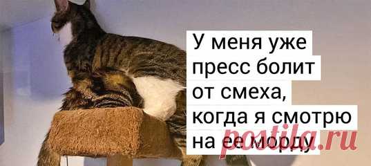 20 историй, как люди завели больше одного кота и вдруг поняли, насколько же это круто