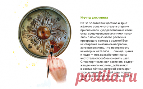 Светлана рассказала нам подробности создания второй книги. Для того, чтобы проиллюстрировать интересные факты, ей пришлось рисовать не только растения, но и домашних животных: овец, коз и коров. Для иллюстрации, на которой показан процесс патинирования, она сфотографировала свою руку с кистью, а потом нарисовала ее.