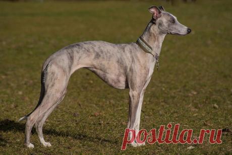 Порода собак грейхаунд ( 100 картинок )