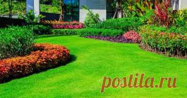 Ухоженный газон без сорняков