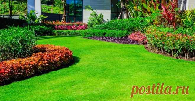 Ухоженный газон без сорняков