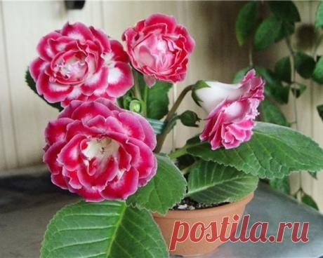 (20) Одноклассники