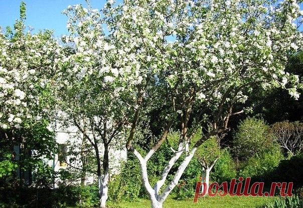 СОСТАВ ПОБЕЛКИ ДЛЯ ДЕРЕВЬЕВ СВОИМИ РУКАМИ | Краше Всех