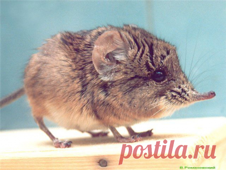 прыгунчики фото: 30 тыс изображений найдено в Яндекс.Картинках