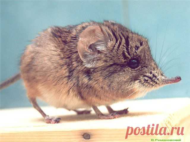 прыгунчики фото: 30 тыс изображений найдено в Яндекс.Картинках