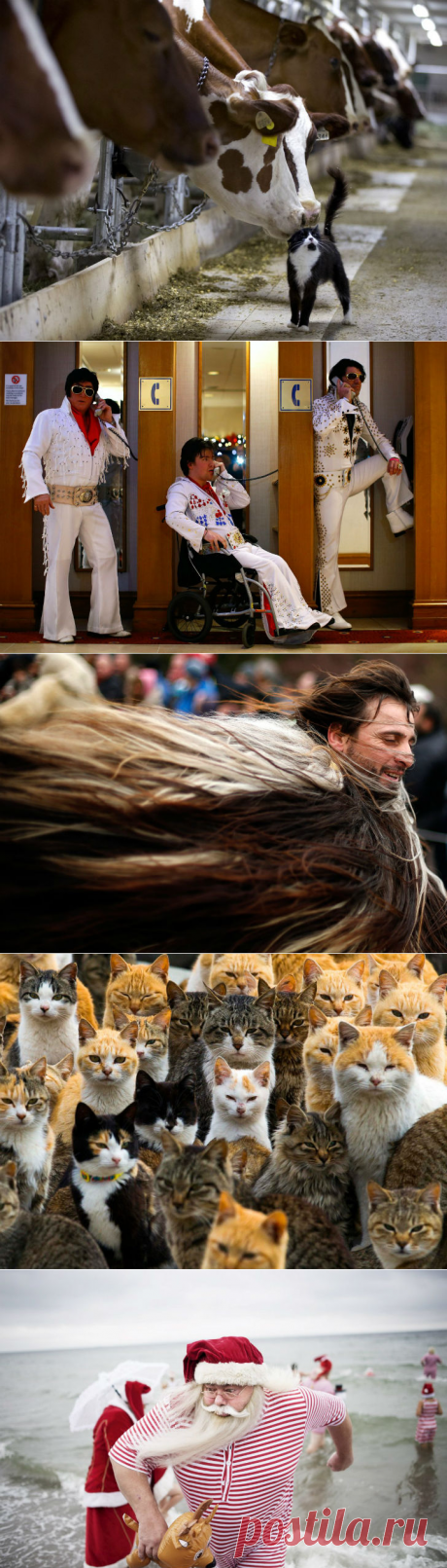 Самые курьезные и забавные фотографии 2015 года