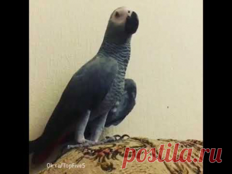 Звезда - говорящий попугай Тимоша