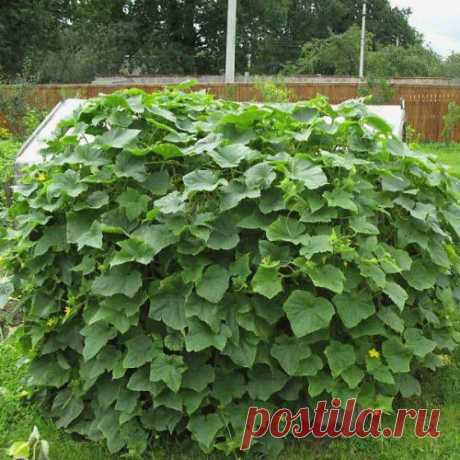 Куб для огурцов. На заметку дачникам.