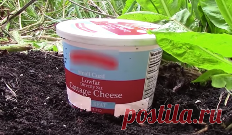 Собираем слизней в дрожжевую ловушку.
Несмотря на свою медлительность, слизни представляют для участка настоящую проблему. В большом...
Читай пост далее на сайте. Жми ⏫ссылку выше