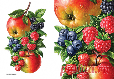 Иллюстрации для соков ROTTALER. on Behance