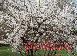 Чем подкормить вишню, чтобы плодоносила?