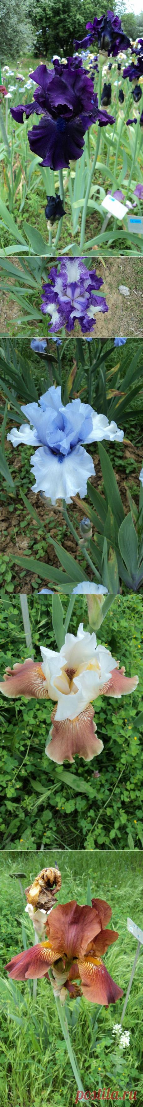 ИТАЛИЯ:САД ИРИСОВ ВО ФЛОРЕНЦИИ! | Самоцветик