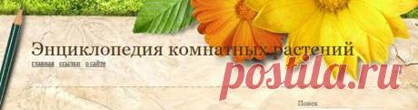 Все о комнатных растениях