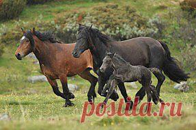 Обои Животные Лошади, обои для рабочего стола, фотографии животные, лошади, дождь, трио Обои для рабочего стола, скачать обои картинки заставки на рабочий стол.